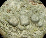 Pertusaria macounii image