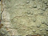 Pertusaria macounii image