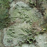 Image of Loxospora pustulata