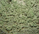 Loxospora pustulata image
