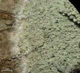 Loxospora pustulata image