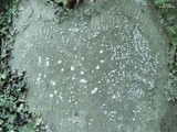 Pertusaria amara f. amara image