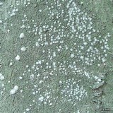 Pertusaria amara f. amara image