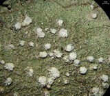 Pertusaria amara f. amara image