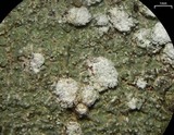 Pertusaria amara f. amara image