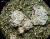 Pertusaria amara f. amara image