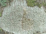 Pertusaria subpertusa image