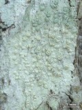Pertusaria macounii image