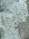 Pertusaria macounii image