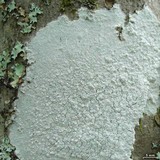 Varicellaria velata image