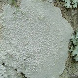 Varicellaria velata image
