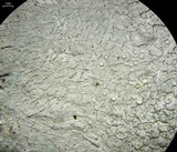 Varicellaria velata image