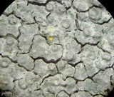 Varicellaria velata image