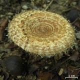 Lactarius speciosus image