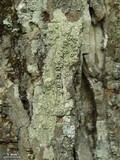 Pertusaria rubefacta image