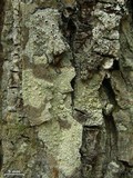 Pertusaria rubefacta image