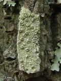 Pertusaria rubefacta image