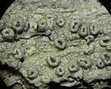 Pertusaria rubefacta image