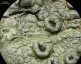 Pertusaria rubefacta image