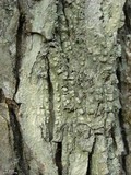 Pertusaria paratuberculifera image