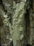 Pertusaria paratuberculifera image