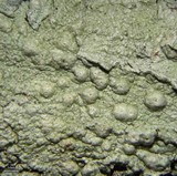 Pertusaria paratuberculifera image