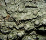 Pertusaria paratuberculifera image
