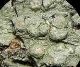 Pertusaria paratuberculifera image