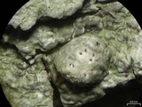 Pertusaria paratuberculifera image