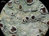 Lecanora imshaugii image