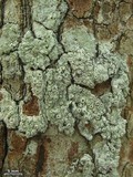 Pertusaria rubefacta image