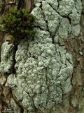 Pertusaria paratuberculifera image