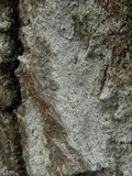 Sporodophoron americanum image