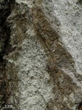Sporodophoron americanum image