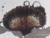 Chaenothecopsis debilis image
