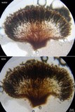 Chaenothecopsis debilis image