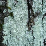 Pertusaria paratuberculifera image