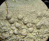 Pertusaria paratuberculifera image