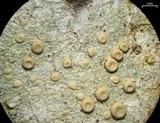 Ochrolechia africana image