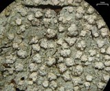 Pertusaria trachythallina image