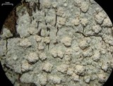 Pertusaria trachythallina image