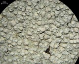 Varicellaria velata image