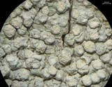 Varicellaria velata image