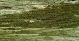 Xylopsora friesii image