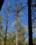 Usnea angulata image
