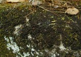 Leptogium lichenoides image