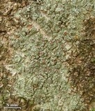 Lecanora cinereofusca image