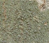Lecanora cinereofusca image