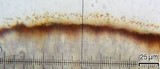 Lecanora cinereofusca image