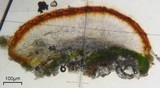 Lecanora cinereofusca image